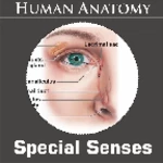 special senses android application logo